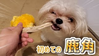 初めての鹿角　(生後10か月)【シーズー×チワワ】