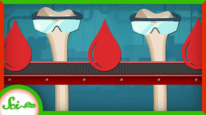 Why Do Our Bones Make Our Blood?