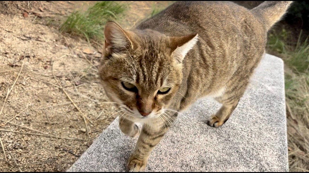 話がたくさんでおしゃべり止まらない猫きなこ