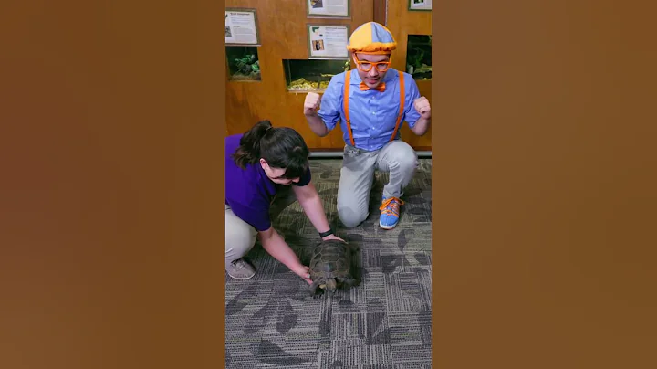 Real life tortoise and the hare ! #blippi #shorts #animals #race #tortoise #rabbit