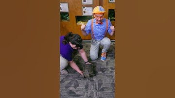 Real life tortoise and the hare ! #blippi #shorts #animals #race #tortoise #rabbit