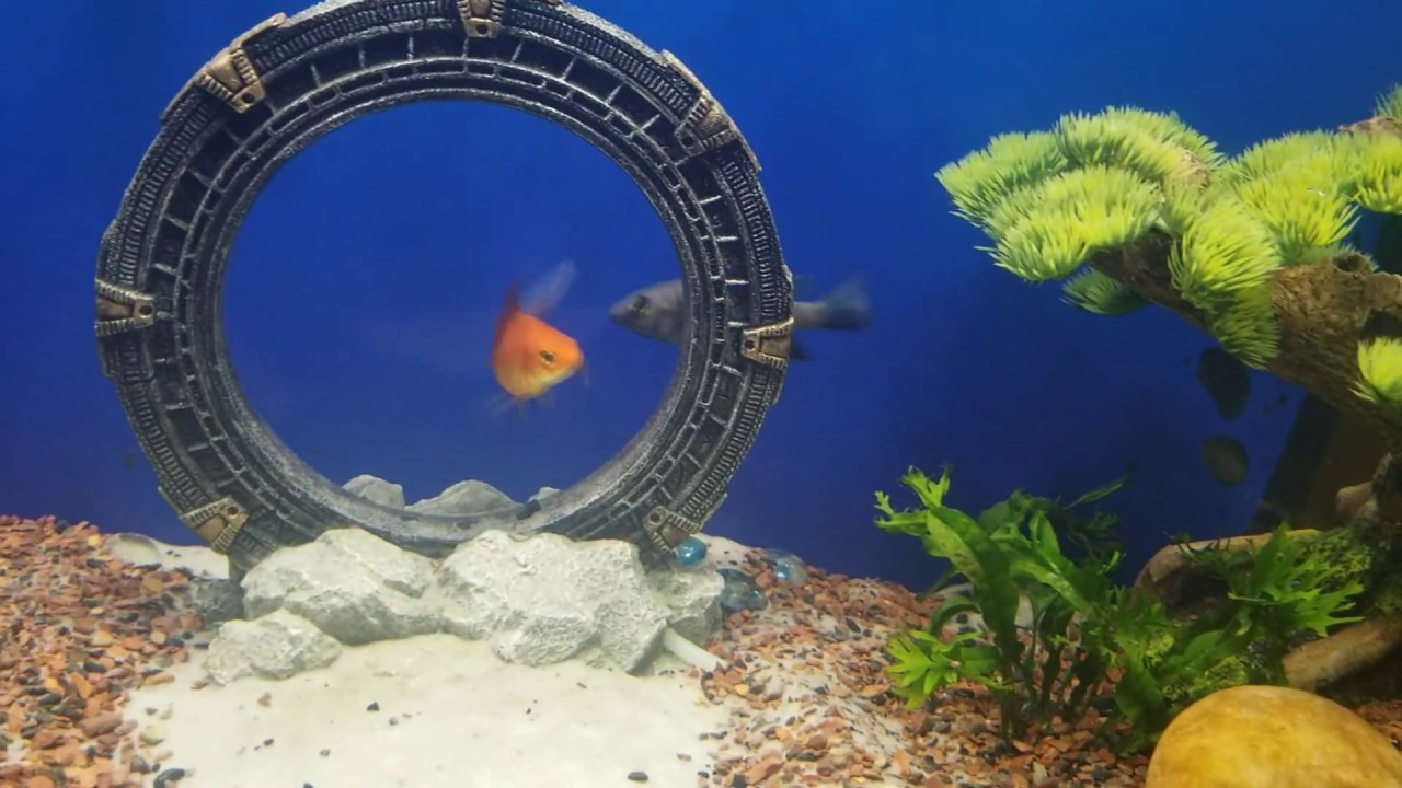 stargate aquarium ornament