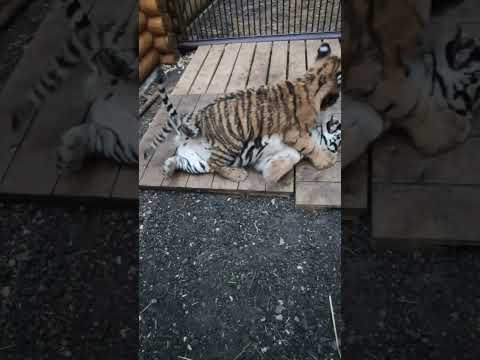Борьба Тимура и Амура #тигрёнок #тигр #тигрята #забавныеживотные #funnyanimals #wildanimals #shorts