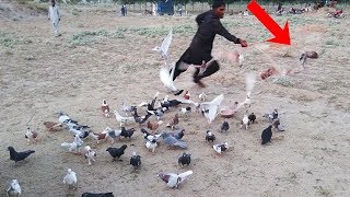 Pigeon Loft Kabootar Bazi | Kabooter Pakda Gea