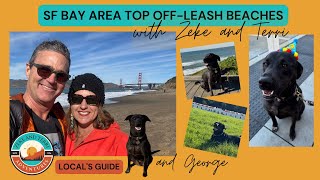 4 Best Off-Leash Dog Beaches and Parks in San Francisco (Local's Guide)