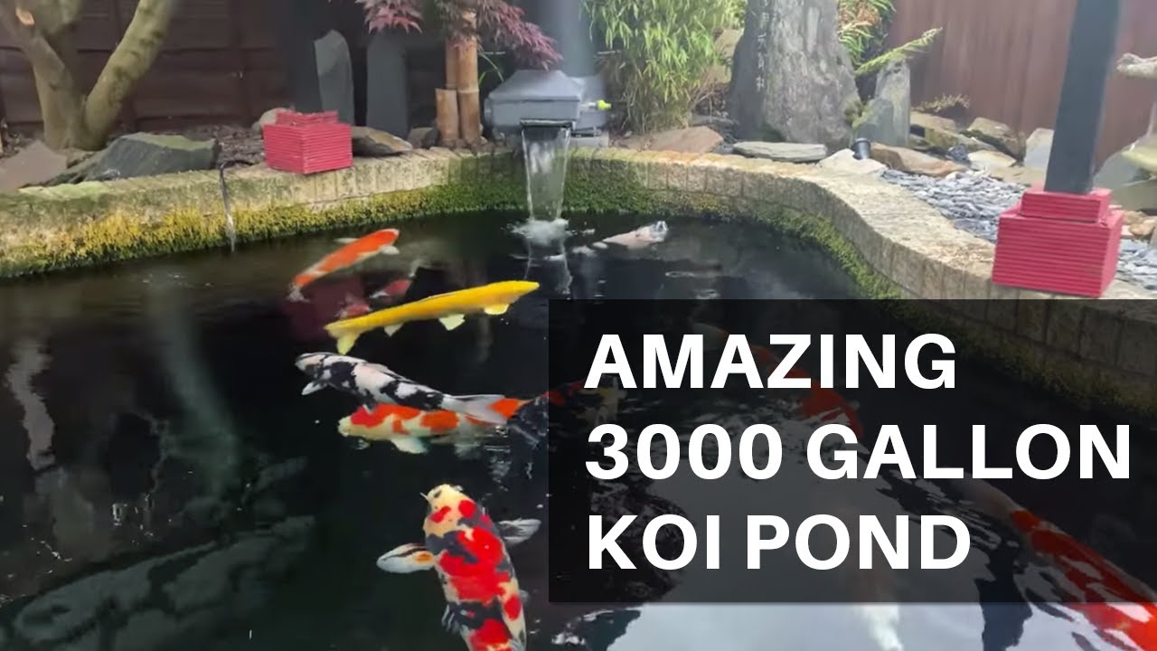 Amazing 3000 gallon Koi Pond, and SUPERB BONSAI!! *MUST ...