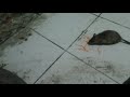 Крыса ужинает свежой морковью