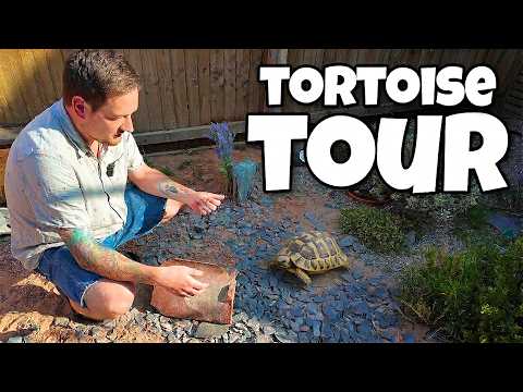 Tortoise Expert House Tour