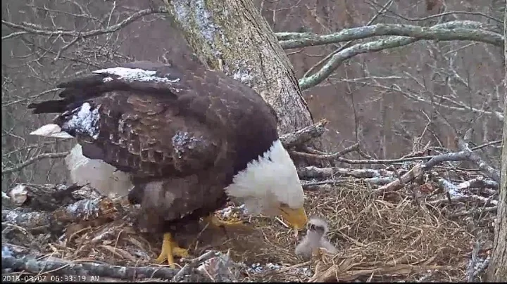 3/7/18..DHEC ~6:29 am , First Feeding This Morning~Only See One