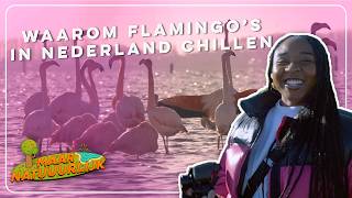 Flamingo's in Nederland?! | Maar Natuurlijk | Vroege Vogels