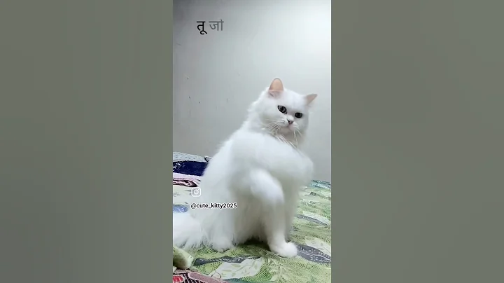 Watch the video about #cat #persian #persiancat #catvideos #cuteanimal #cutecat #catshorts #cute #pets #petlover #petvideo
