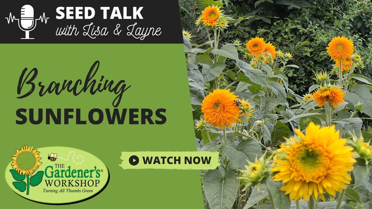 Seed Talk #37 - Branching Sunflowers