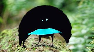The Rarest Birds on Earth — Species That Came Back From the Dead