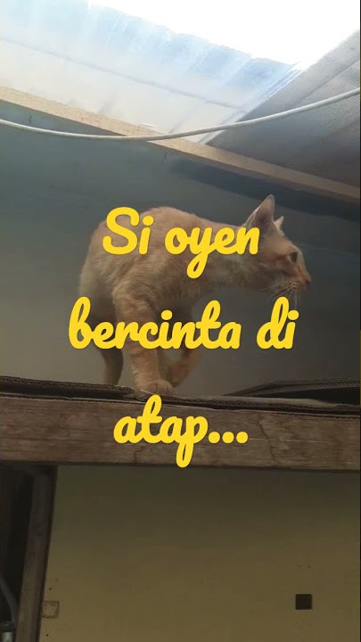 KUCING OYEN DAN TELON BERCINTA DI ATAP....