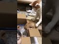#cute #cat #pets #kitten