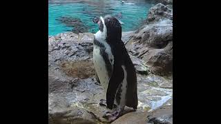 Лучший Пингвинарий В Испании - Лоро Парк Тенерифе #Shorts #Loroparque #Tenerife #Pingwin