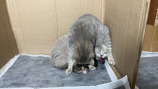 We are midwifery for 2 mother cats giving birth at the same time.