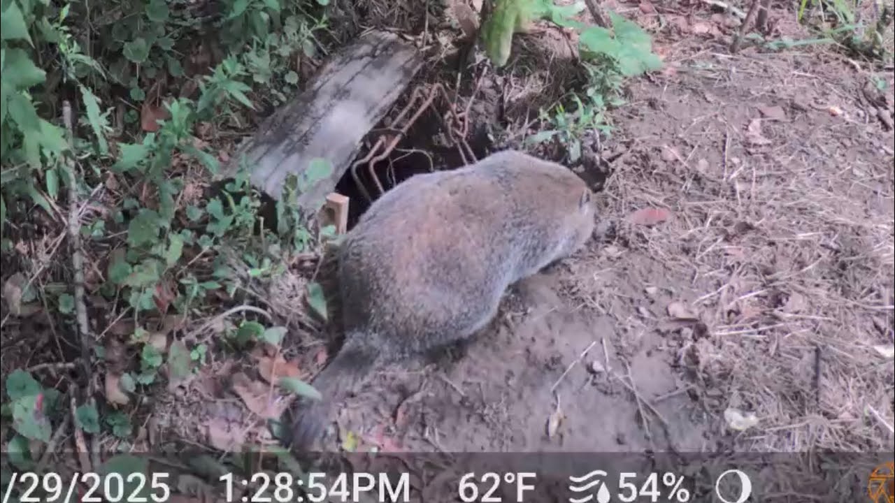 Woodchuck Gets Captured In Body Grip Trap 