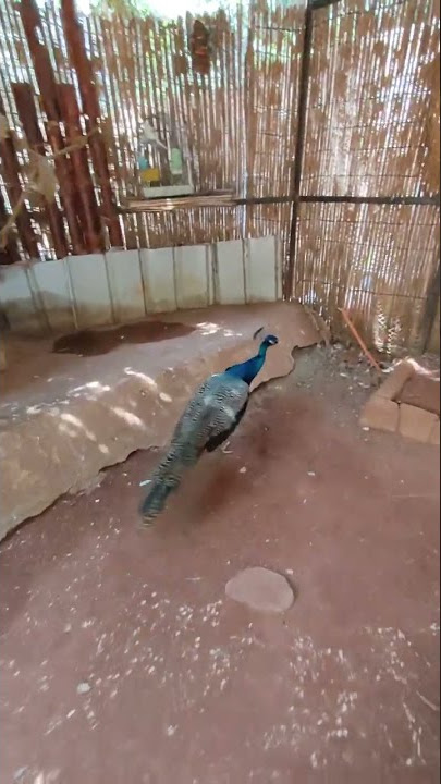 اغلي انواع الطاووس في العالم