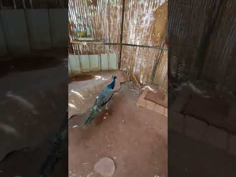 اغلي انواع الطاووس في العالم