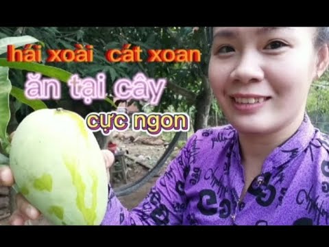 Video HÁI XOÀI CÁT XOAN ĂN TẠI GÓC CỰC NGỌT/Khả Hân-Khả... - youtube