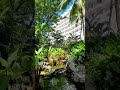 Tranquil pond @ #shangrilaresort #singapore #sentosasingapore