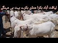 Liaqtabad bakra mandi sunday goat market in karachi 5th may  bakra price update qurbani 2024