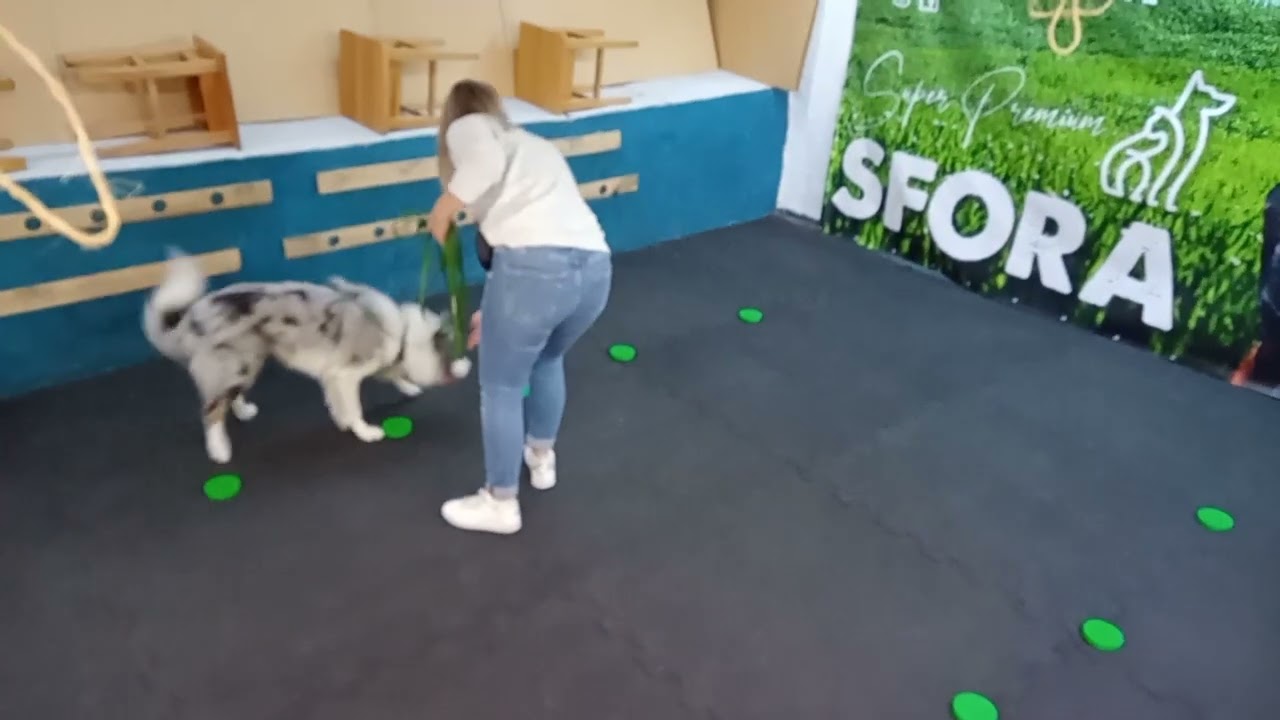 Nosework, Wrocław, 22.09.2024, testy zapachowe, Goździk, Julia i Forrest