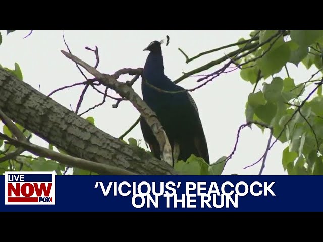 Vicious' peacock bites onlooker after escaping Bronx Zoo