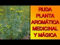 RUDA, todo lo que necesias saber sobre esta aromática tan especial