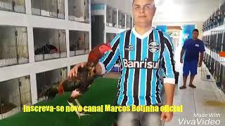 Melhores Galos Do Brasil - Galos Reprodutores Marcos Botinha