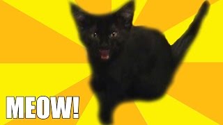 Kitten Meowing - Little Black Kitty - Cute Cat Video