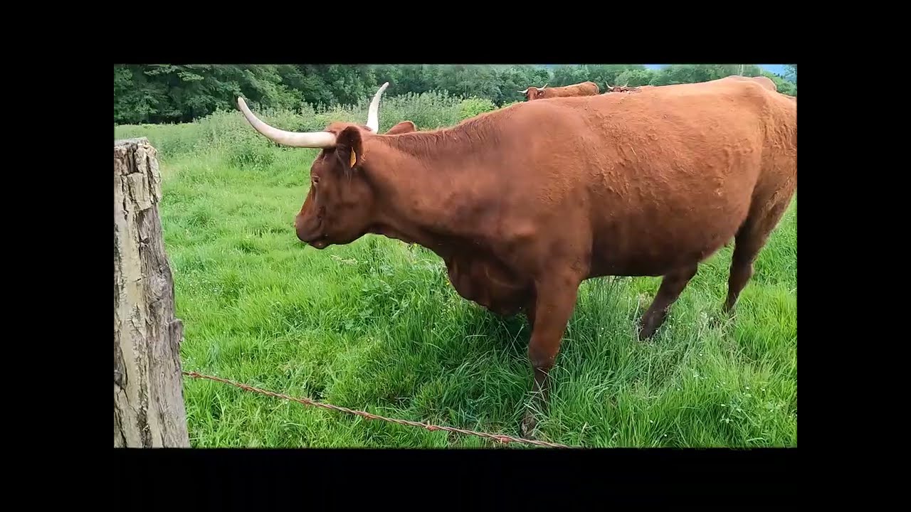 Présentation du camping le Montbartoux à Vollore Ville dans le 63