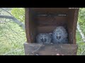 Protection board has installed - Long-eared Owls nest at Tiszavasvári, Hungary