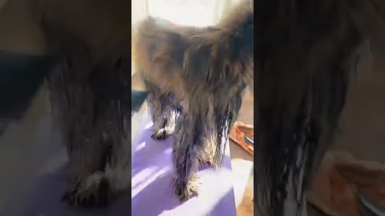 Grooming Of Afghan Hound | Afghan Hound Video | Dogs On Internet | 