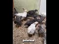 Aratan menyebar ke seluruh kandang? #fypシ #ayam #peternaksejahtera #ayamkampung