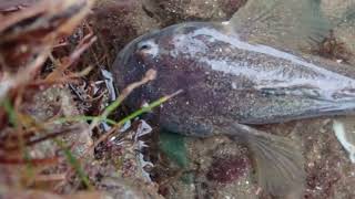 Plainfin Midshipman (Porichthys notatus) in a shallow tide pool