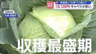 1玉128円!キャベツが安い 物価高に“お得”どう選ぶ?【スーパーJチャンネル】(2026年6月18日)