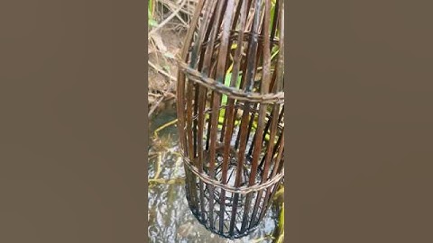 RỌ CÁ RÔ MƯƠNG BÈO 8 #shortvideo #carodong #batca