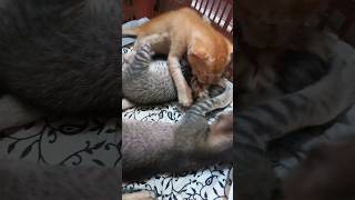Cute kittens ❤ #shorts #cute #kittens #baby #newborn #tutu #neko #gatos #kucing #tiktok #kucinglucu