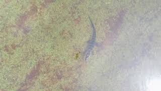 FIMI X8 4K Drone Spotted a Gator feet away from my backyard  #FL #gator #QuarentineLife