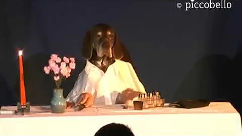 Come comportarsi con il cane al ristorante?