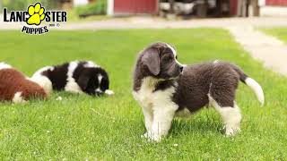 Beautiful Newfoundland Puppies