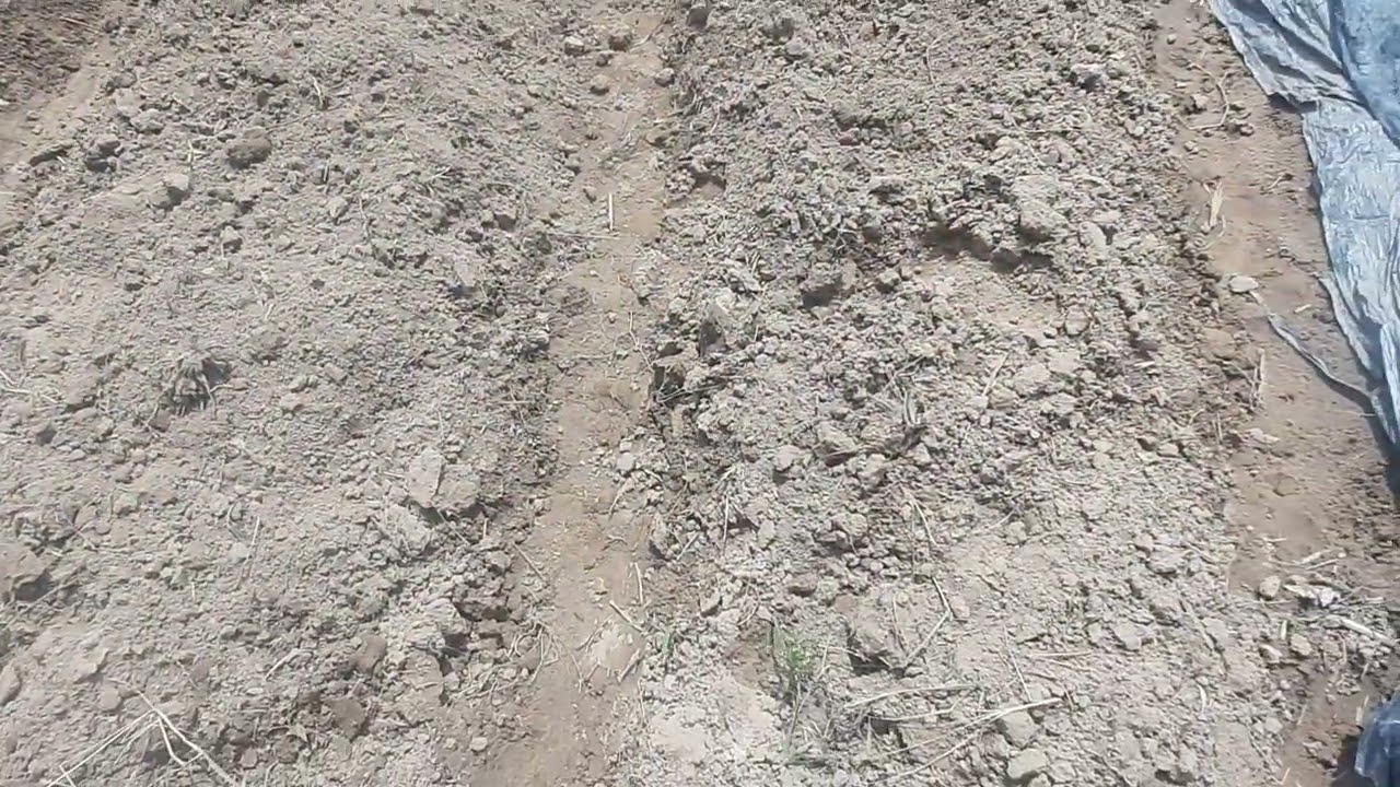 Lên luống trồng khoai lang - YouTube