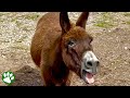 Shy donkey with strange talent shocks new owner