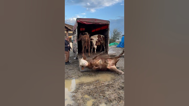 Tiktokta 22 MİLYON izlenen videom 😂😂😂 #animals #kurbanlık #dana
