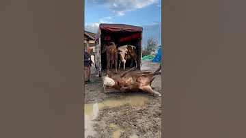 Tiktokta 22 MİLYON Izlenen Videom Animals Kurbanlık Dana 