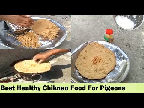 pigeons song How To Make Easy Chiknao Food For pigeons - in Urdu Hindi