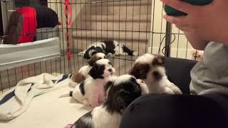 5 weeks old Shih Tzu puppies ❤