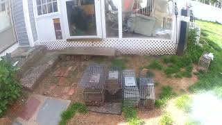 Wildlife removal service in Middletown CT